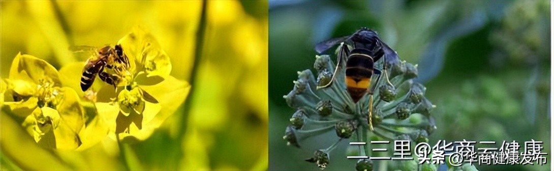 实用知识：赏花被蜂追，摆啥姿势安全？