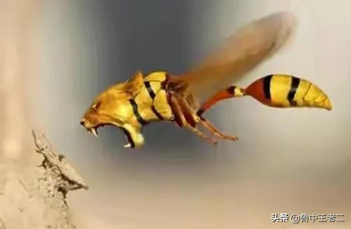 中国大虎头蜂打得过蚂蚁吗,虎头蜂入侵乡村