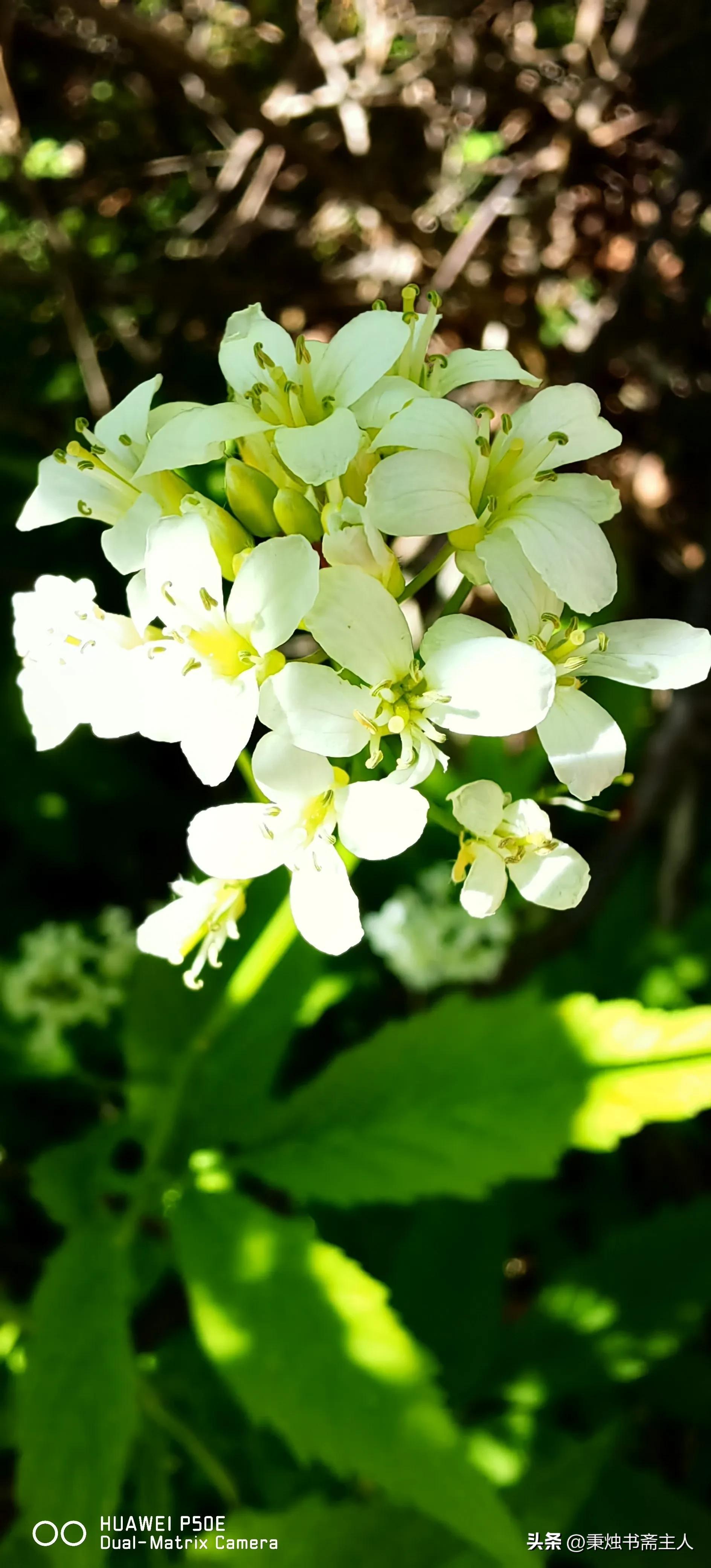 我的一点学书经验，或者说选帖经历——都是缘分