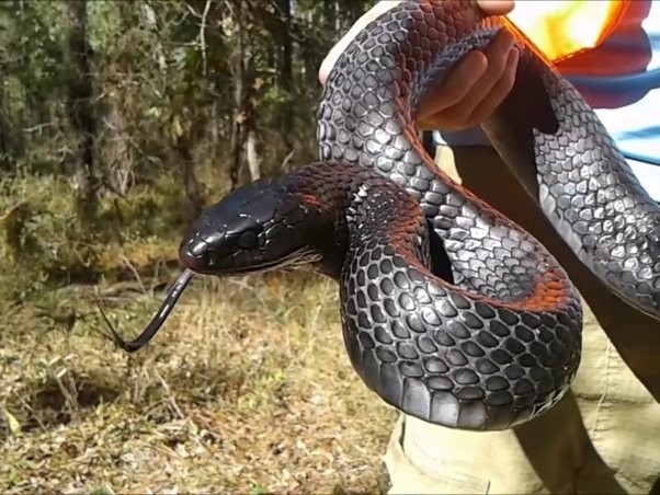 神奇的动物蛇的视频大全,神奇的动物蛇