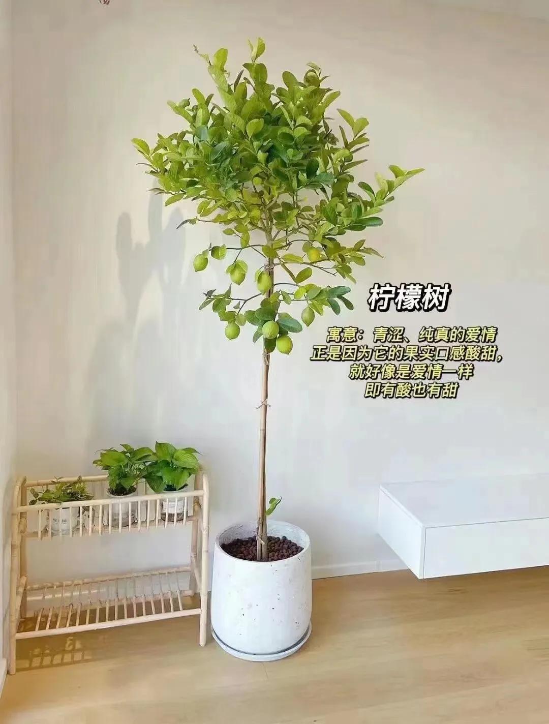 客厅绿植物摆放效果图,最适合客厅摆放的植物是什么