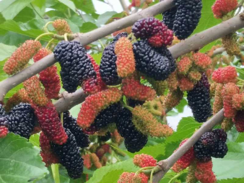 鲁北地区果桑高产栽培技术,果桑种植技术讲解