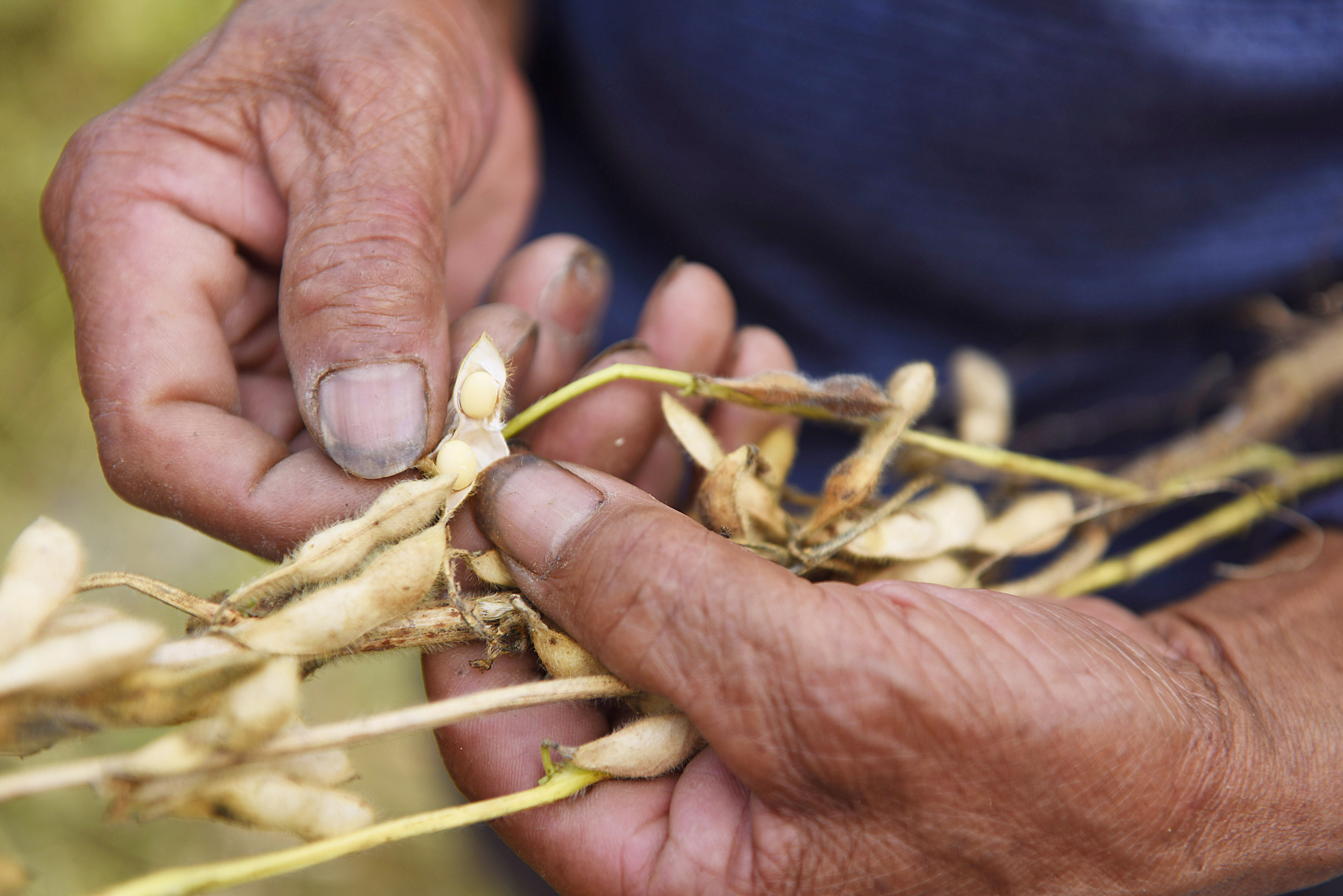 豆粕价格下跌对养殖企业影响,大豆下跌能抄底不