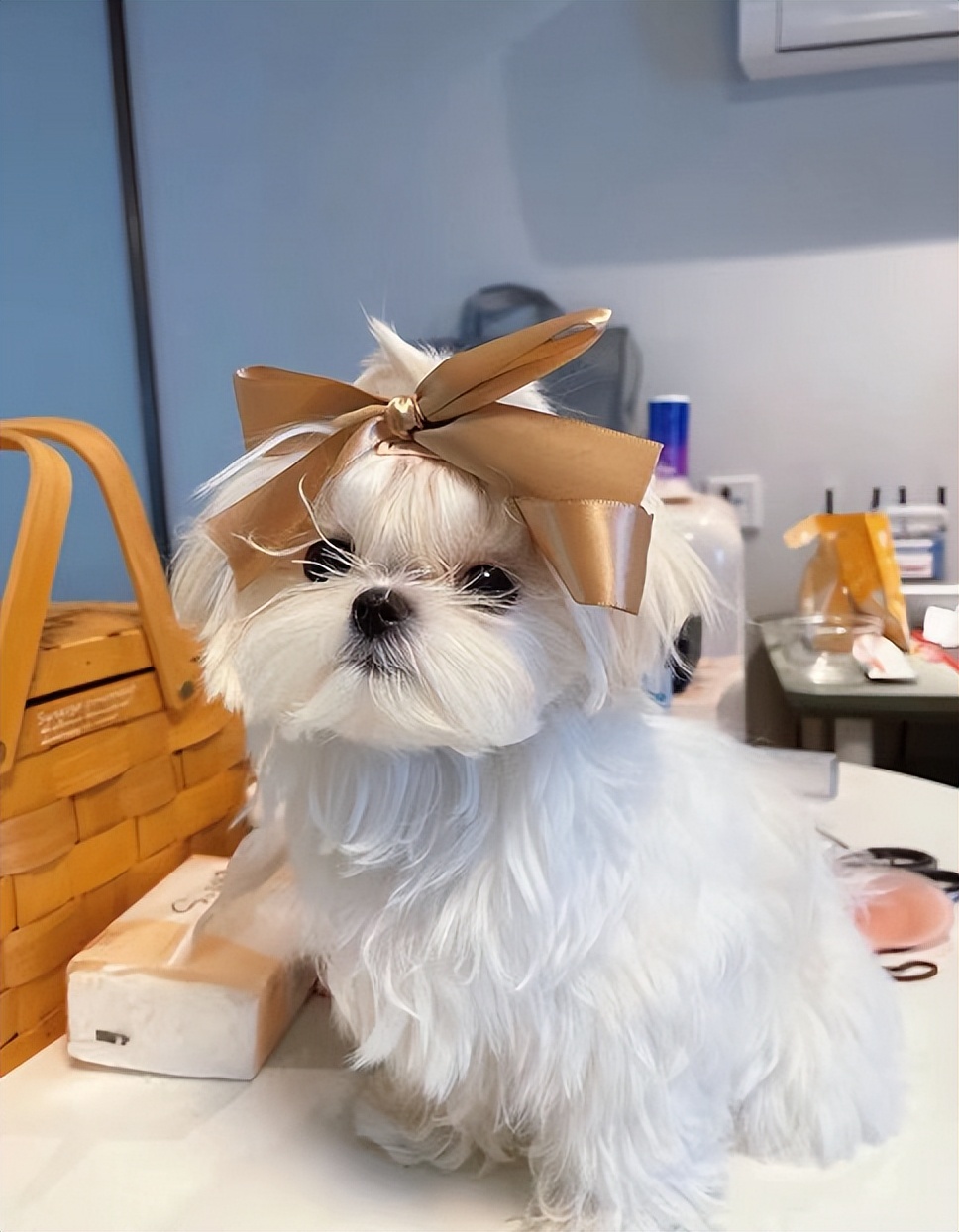 宠物怎么除臭最有效,宠物异味怎么调理