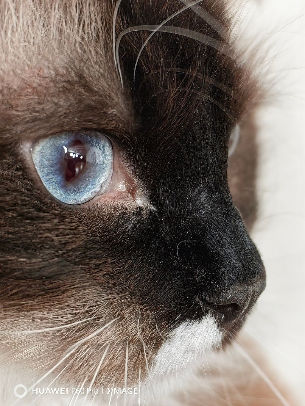 华为p60pro长焦拍照测评,华为p60pro超聚光长焦