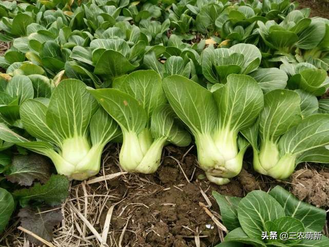 非洲人为啥宁愿吃土也不爱种地？看看“上海青”大概就明白了