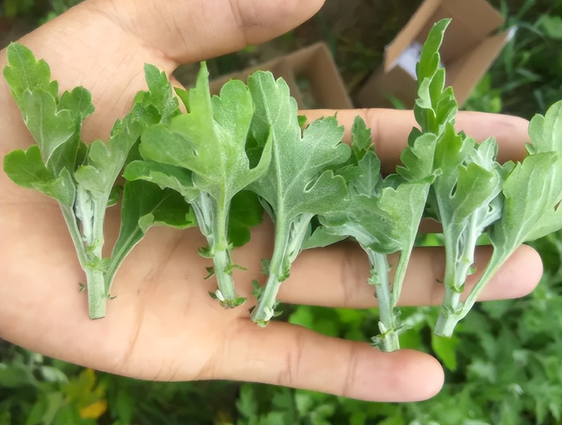 10月份养花注意什么,10月养栀子花