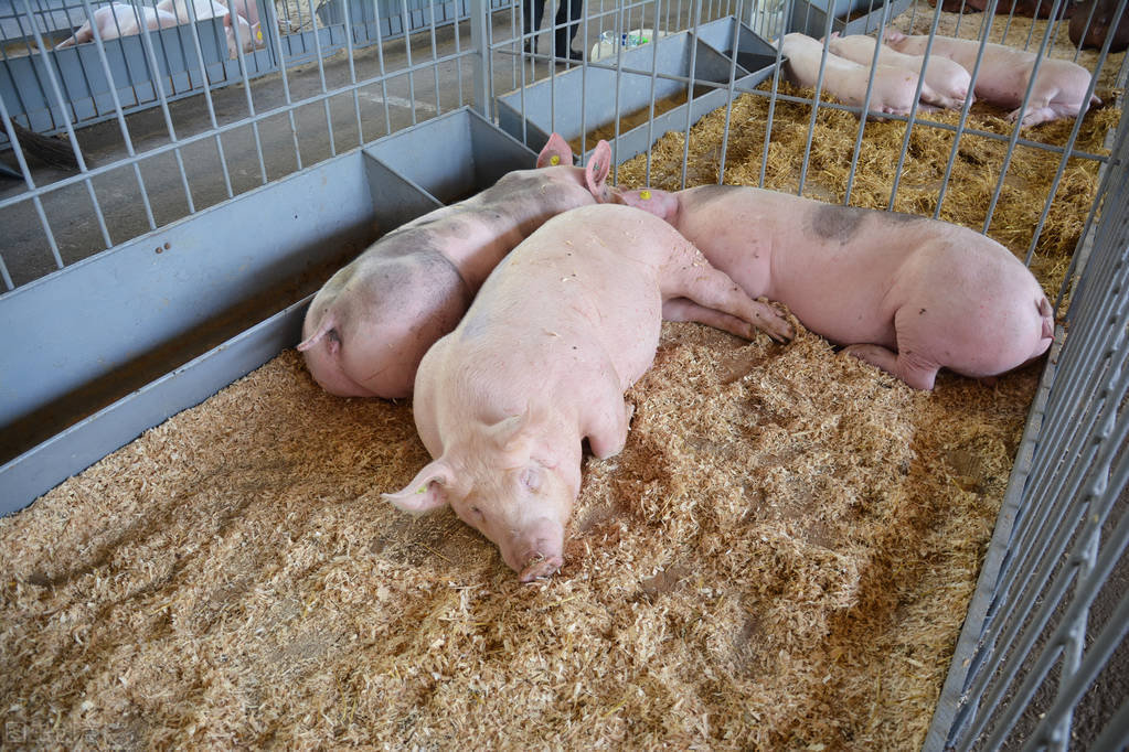 猪呕吐毒素超标的症状,猪发烧打针后低温呕吐怎么回事