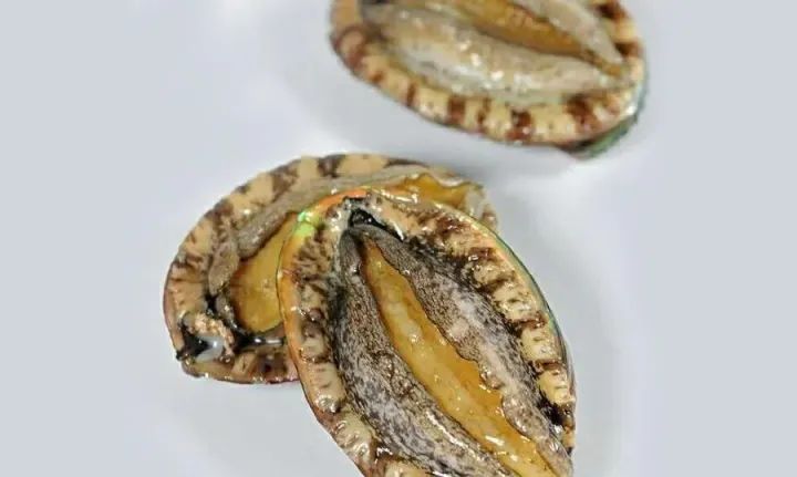 非鱼的由来,鲍鱼鱼是不是鱼类