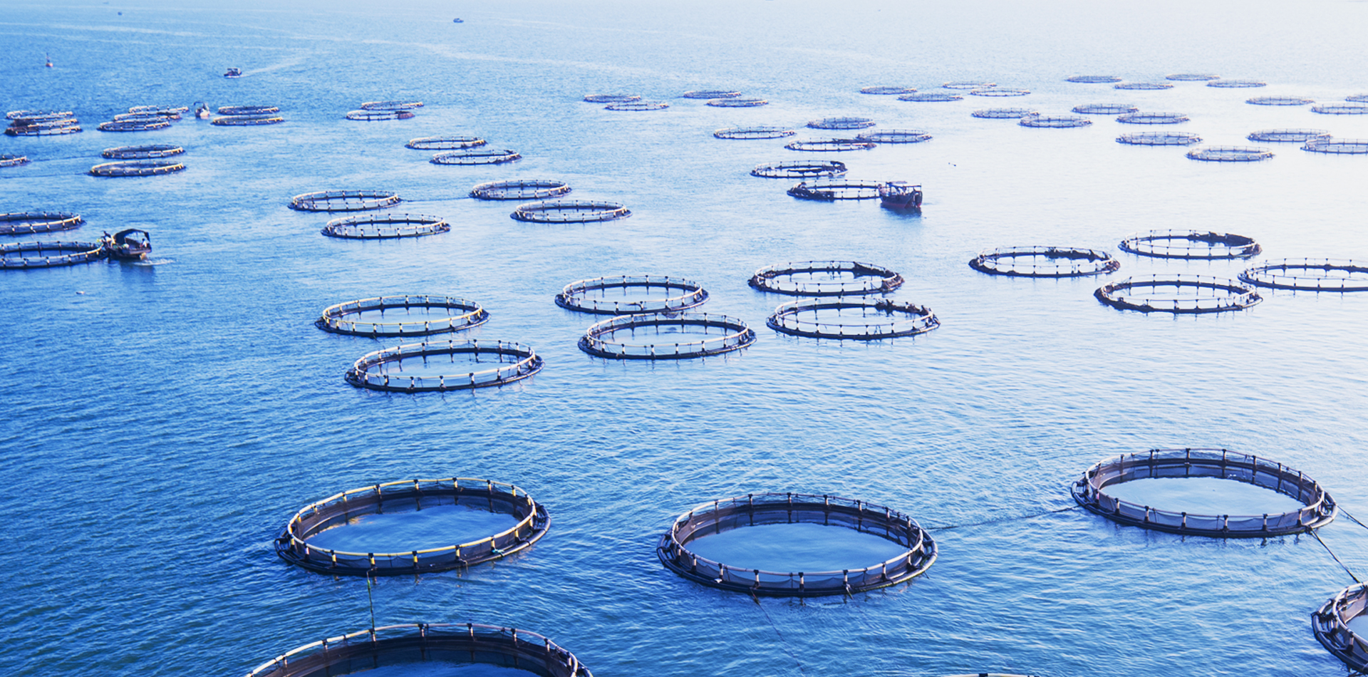 广东恒兴饲料实业股份有限公司,广东恒兴饲料实业有限公司湛江