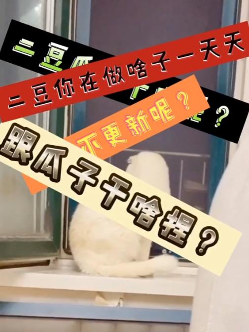 猫界顶流刘二豆,喵界顶流二豆