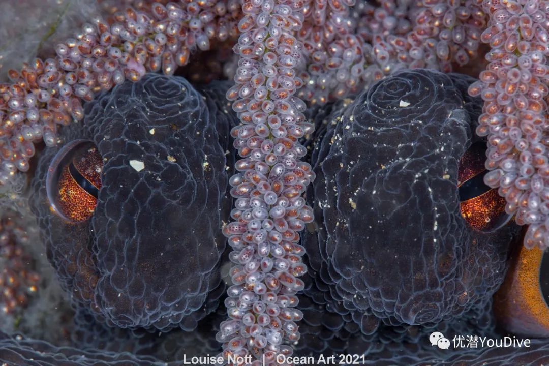 大海水下摄影作品欣赏,oceanart