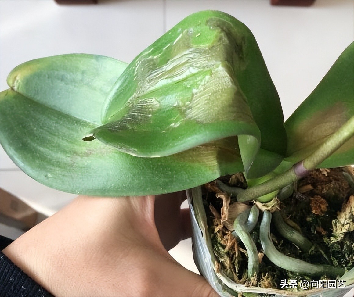 蝴蝶兰叶子晒黄了怎么办,蝴蝶兰叶子晒黄了怎么恢复