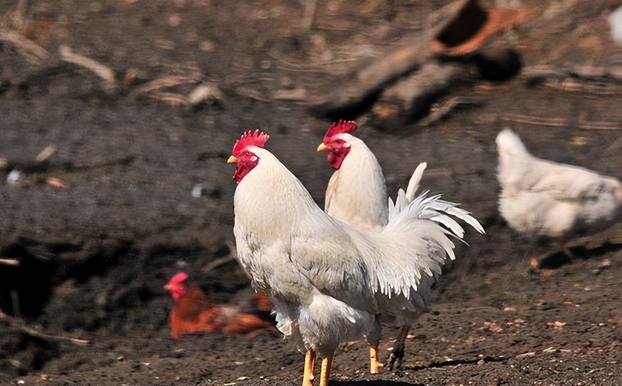 盘点十大难以杀死的动物,被砍了头的鸡还能活多久