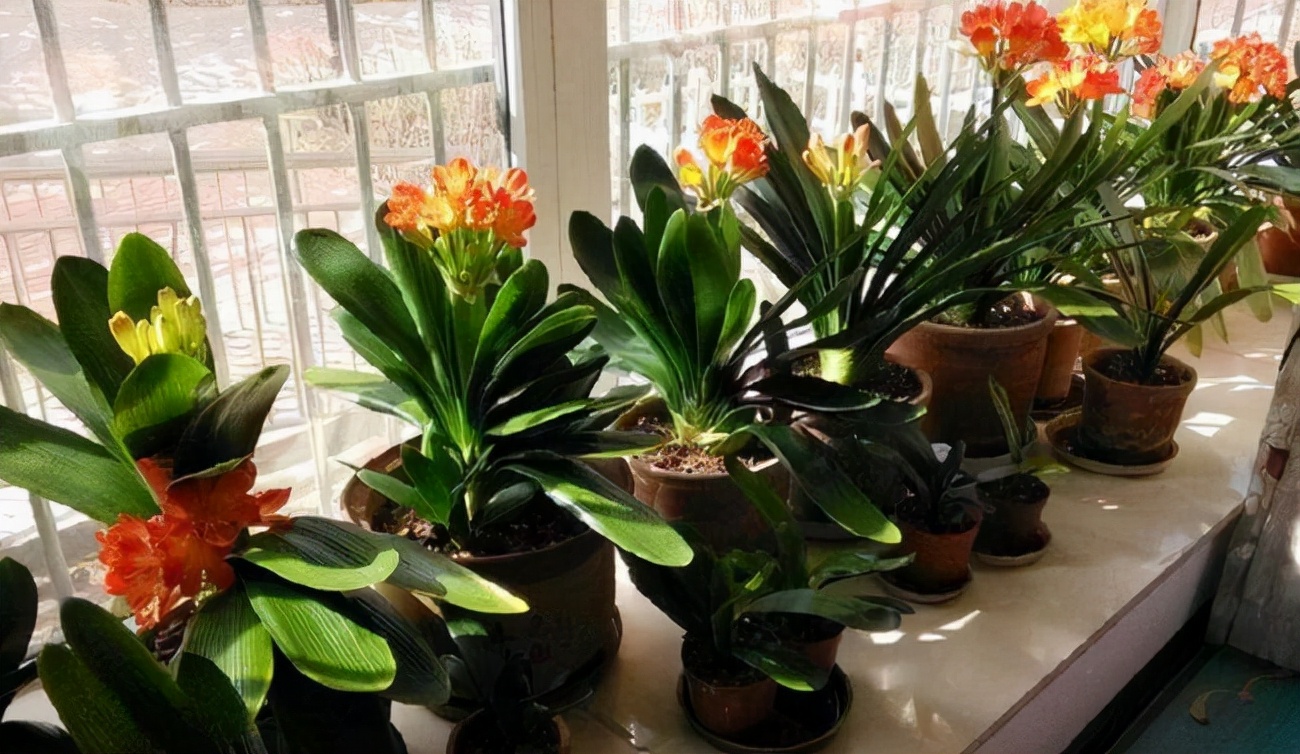 君子兰怎么养才能长得快又茂盛,君子兰怎样才能养出精品