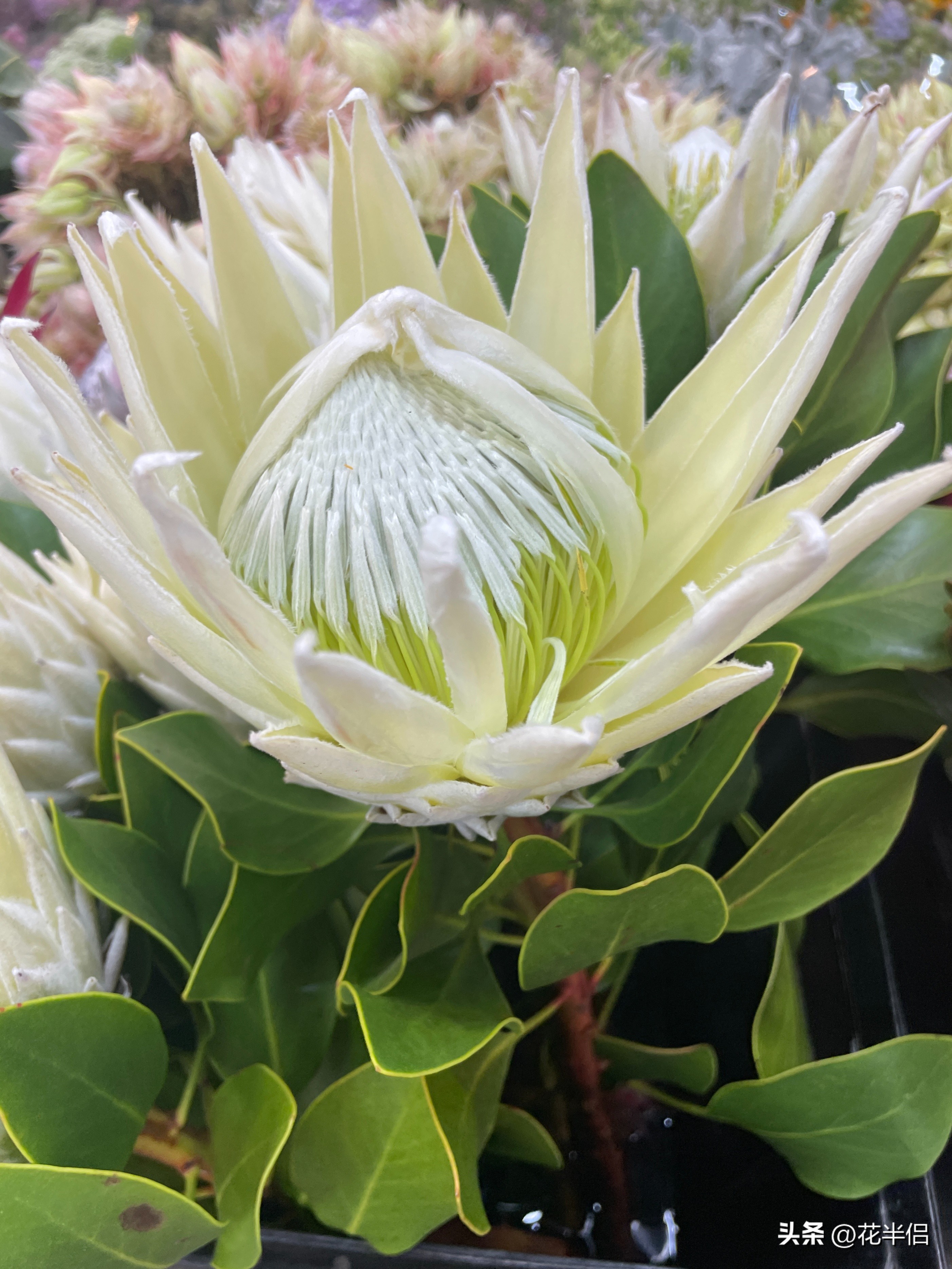 世界上36种罕见的花帝王花,帝王花花卉