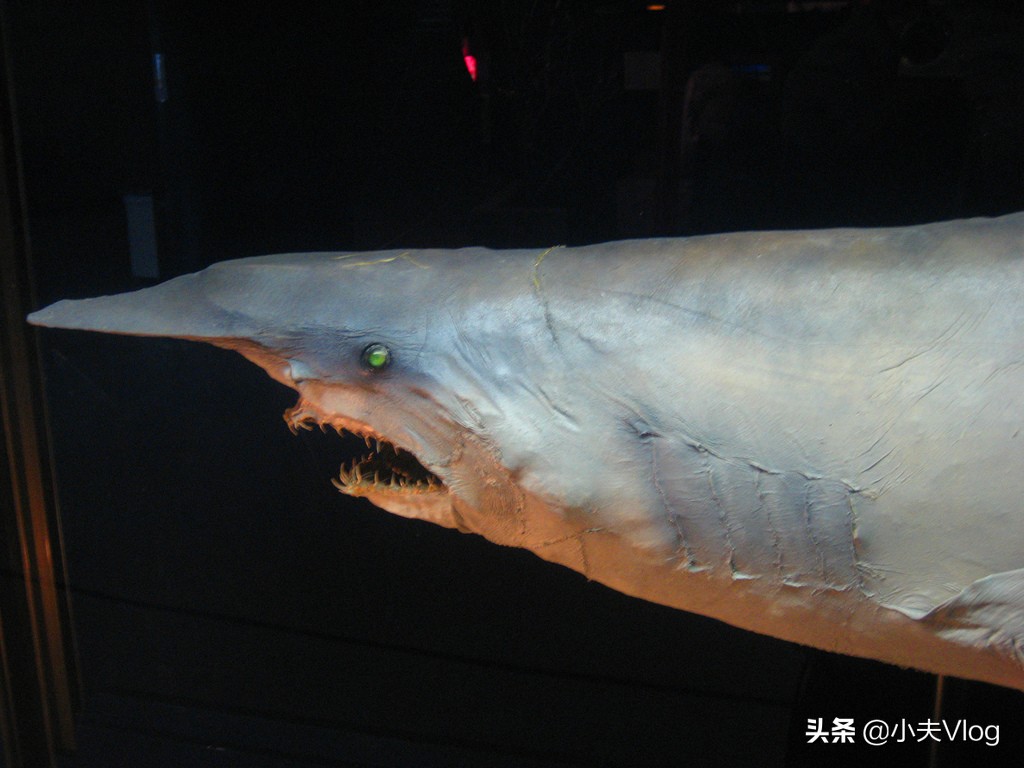 世界上长得最丑的生物,世界上最丑的恐怖的海洋生物