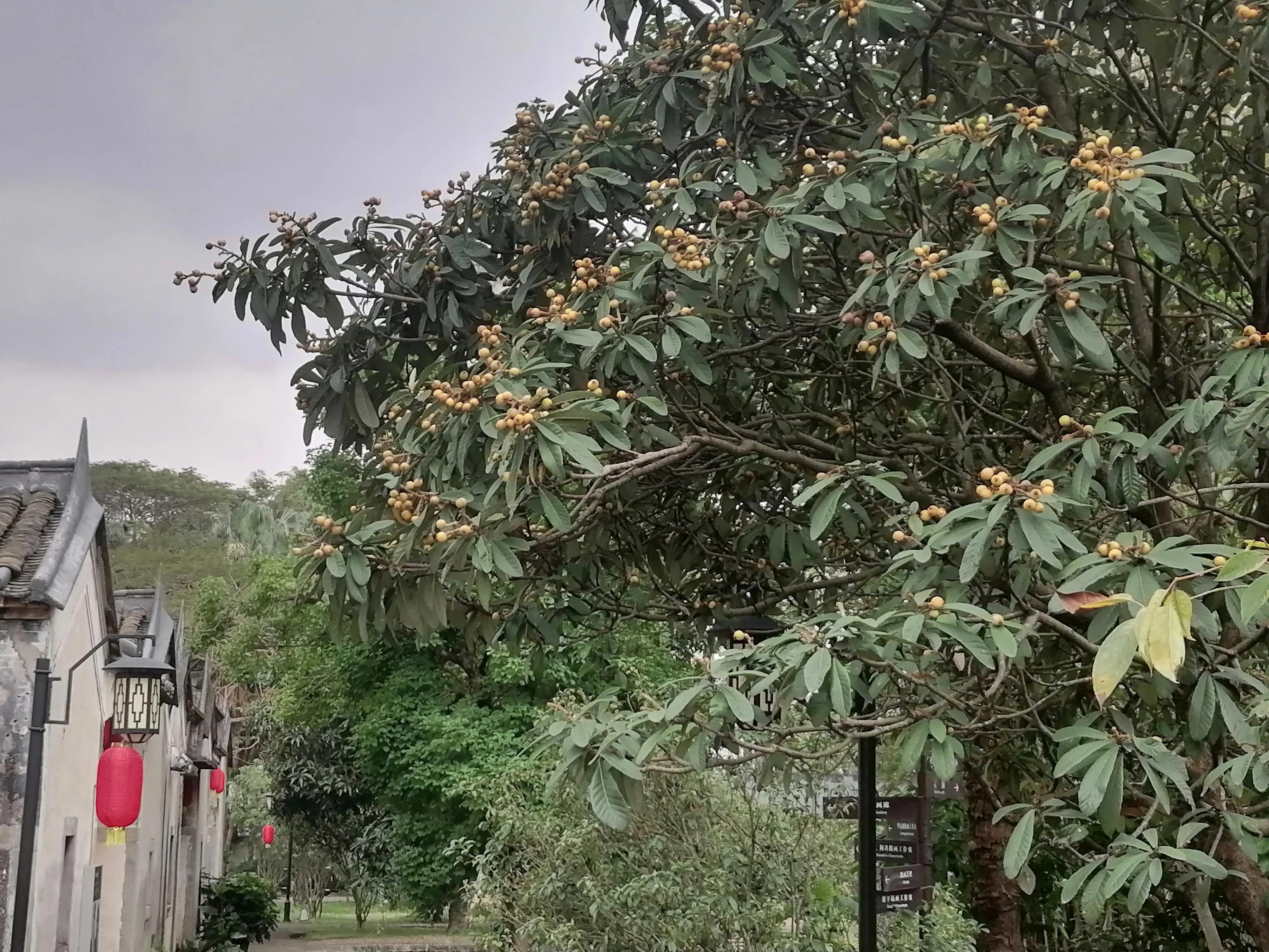 深圳观澜版画村景点,深圳十大客家古村落打卡甘坑古镇
