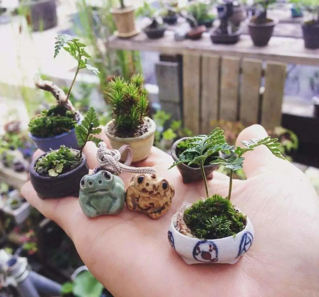 苔藓盆景怎么养水苔,苔藓盆景的养殖方法解答