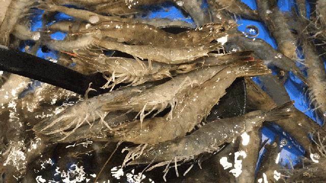 秦皇岛开海海鲜图片,开海后的生猛海鲜已抵达秦皇岛