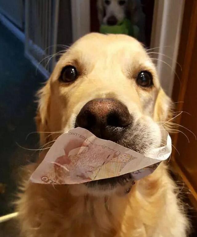 狗狗这几种行为把你当亲妈,狗狗把你当妈的表现