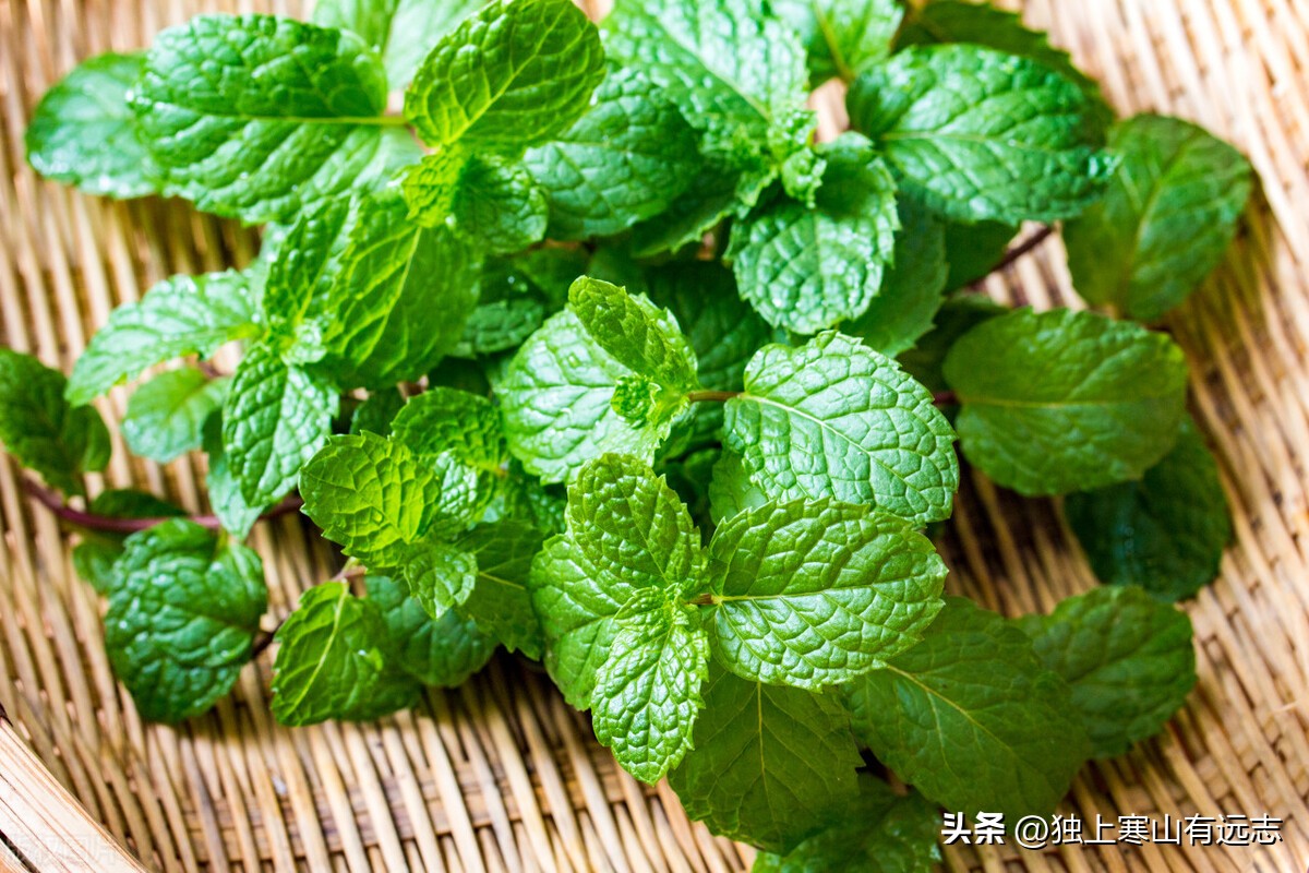 隐藏在厨房里的中药之香菜和薄荷，疏散风热、发表透疹、开胃消食