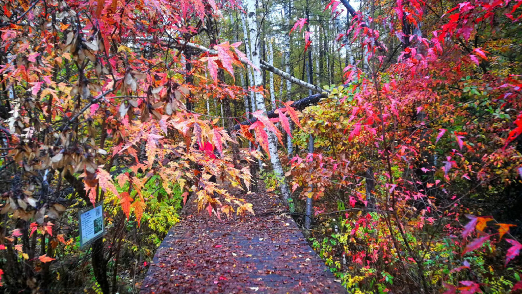 清明节去哪儿旅游最好内蒙古,清明节去草原旅游怎么样