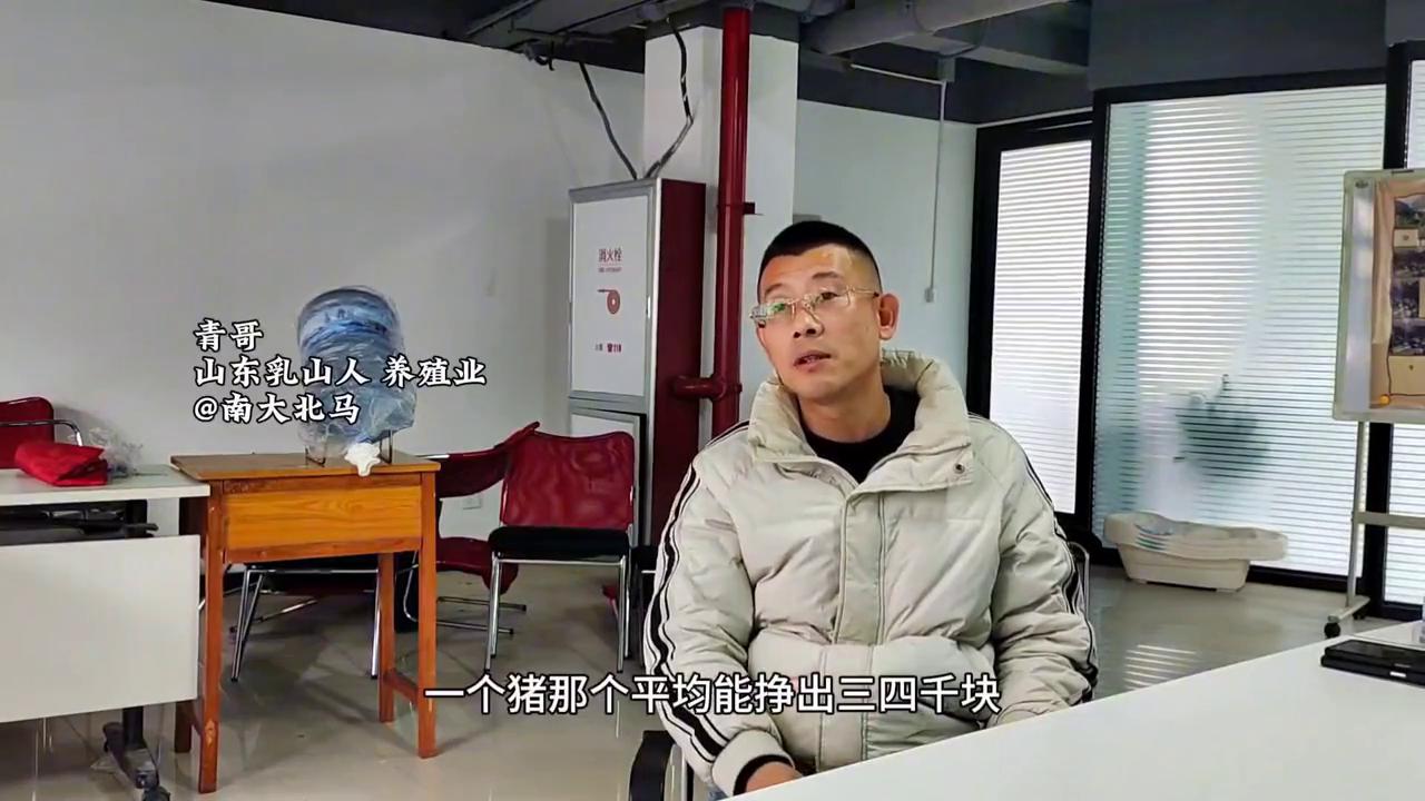 青哥养猪,青哥养豪猪