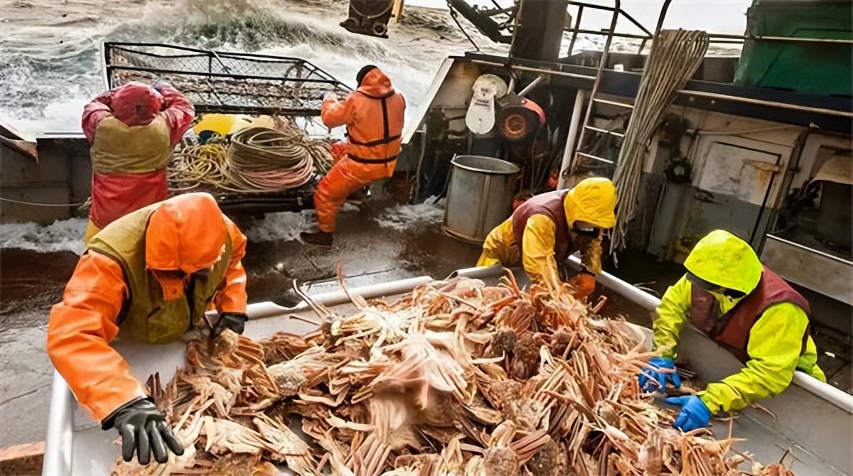 阿拉斯加雪蟹消失之谜,帝王蟹失踪原因