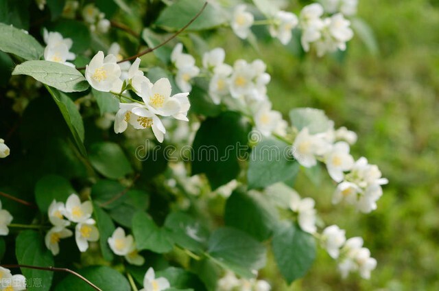 好养的植物小型图片和养殖方法,最好养的10种种植物