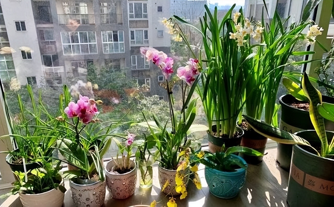 哪些室内花花期长又好养,室内养太多花好吗