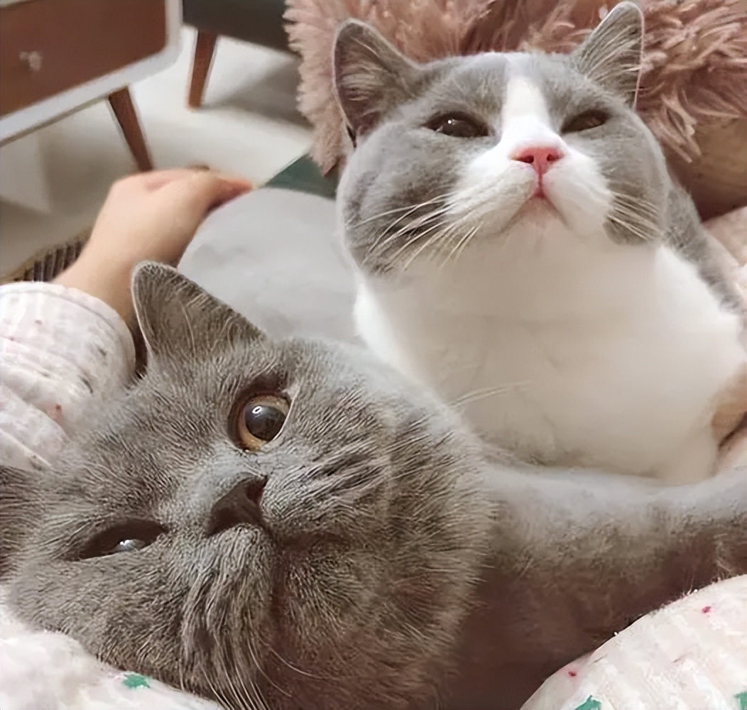 最受好评的猫,好评的猫