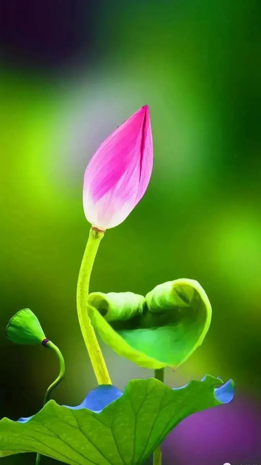 小暑节气祝福语图片简短,小暑节气的祝福语图片