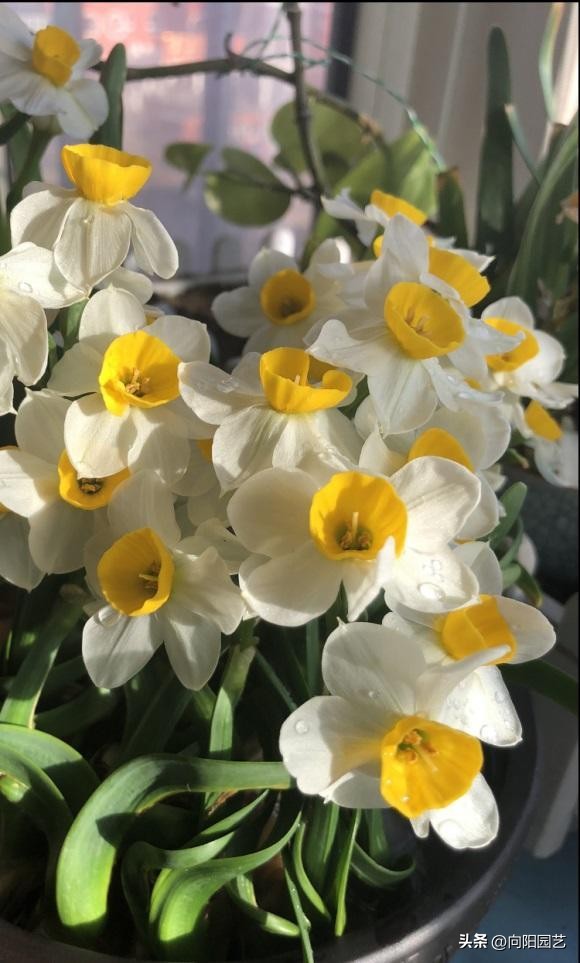 水培水仙没开花改土培水仙,水仙土栽和水培哪个开花早