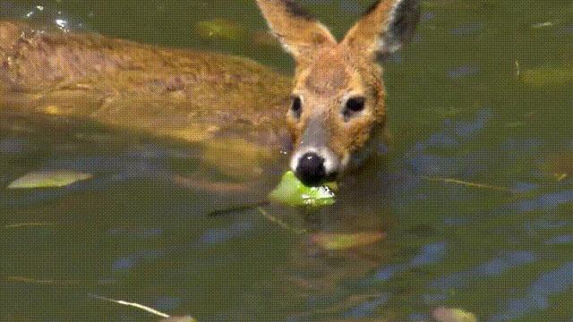 超级血液代表着什么,超级血液是啥