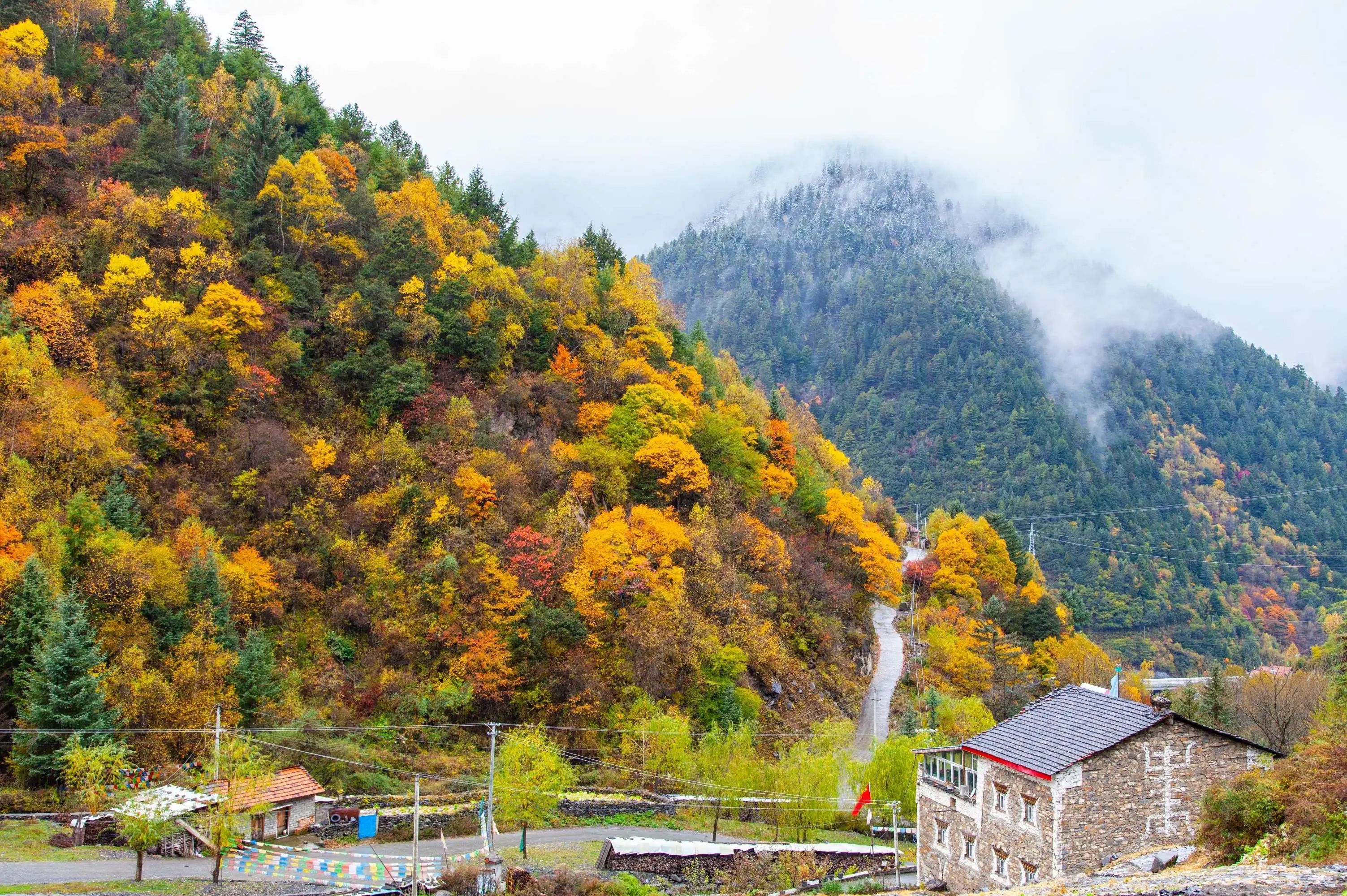 四川米亚罗赏红叶攻略,米亚罗红叶旅游攻略