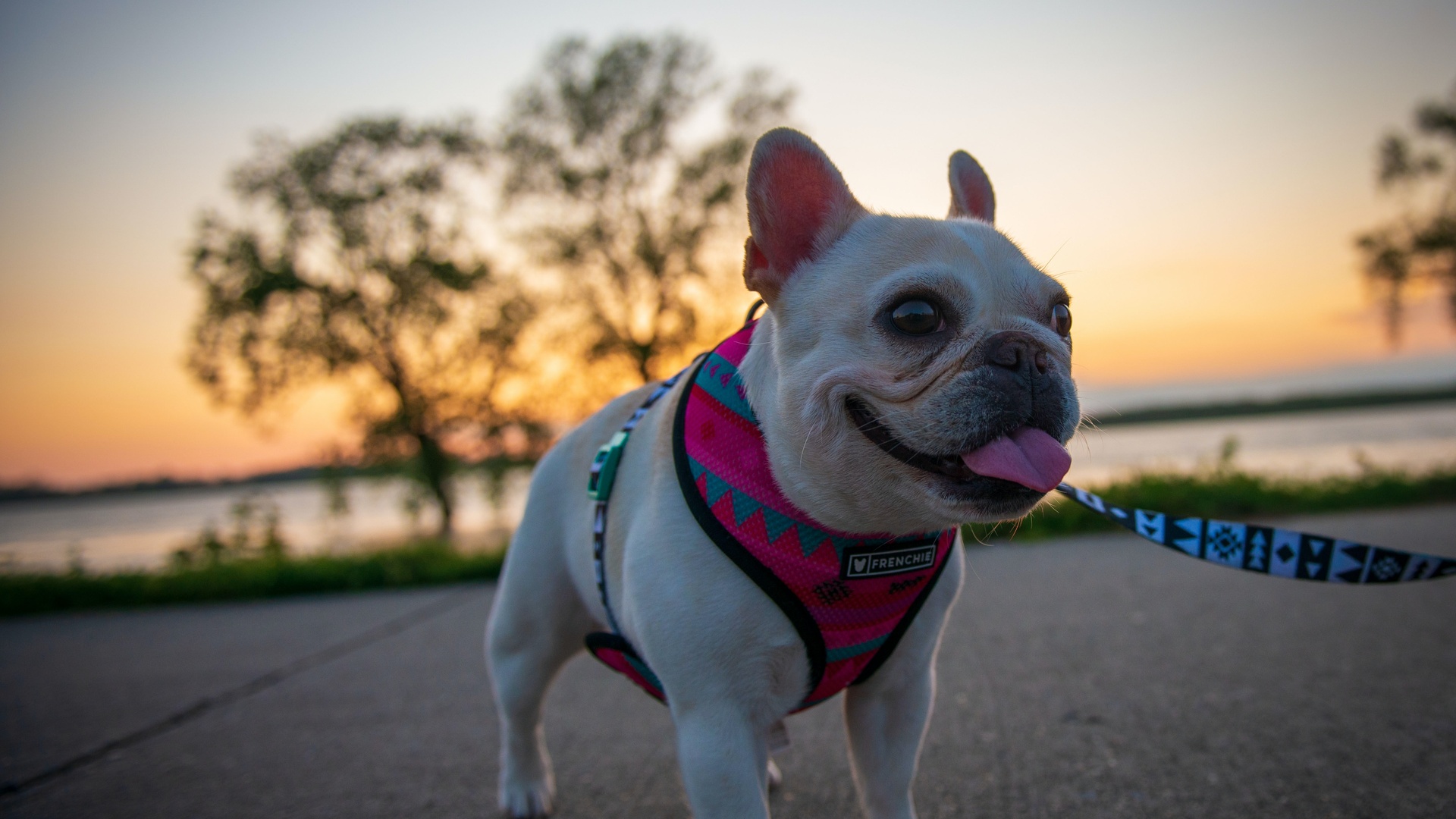 狗狗长肿瘤会有什么表现,如果狗狗有肿瘤会有什么样的现状