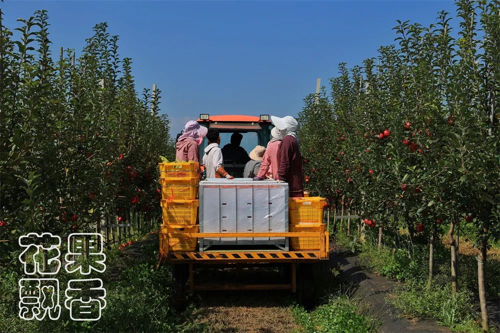 目前富士苹果最好的是哪一种,和富士苹果相似的苹果品种