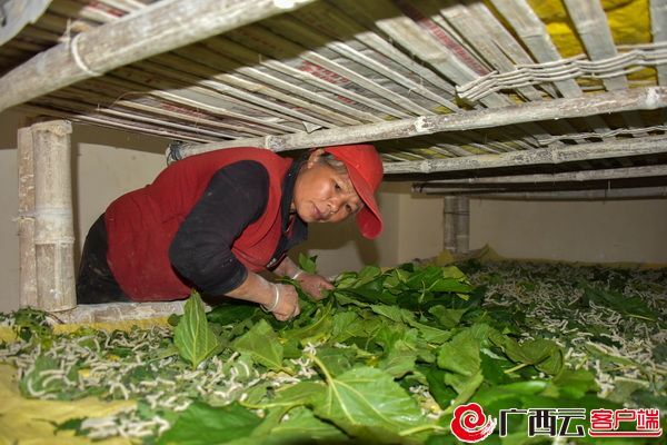 能人返乡创业带领乡邻致富,能人创业致富