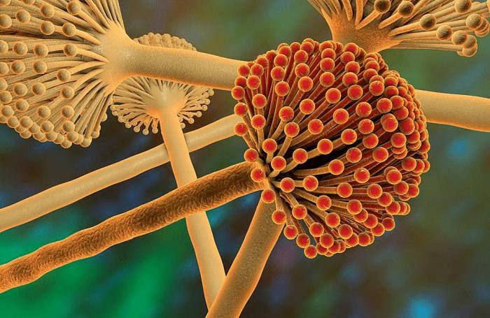 鲍鱼中常见的寄生虫,鲍鱼饲料有毒吗