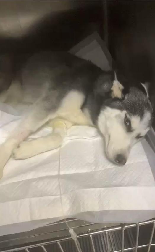 细小治愈后还是没精神,细小治愈了站不起来了