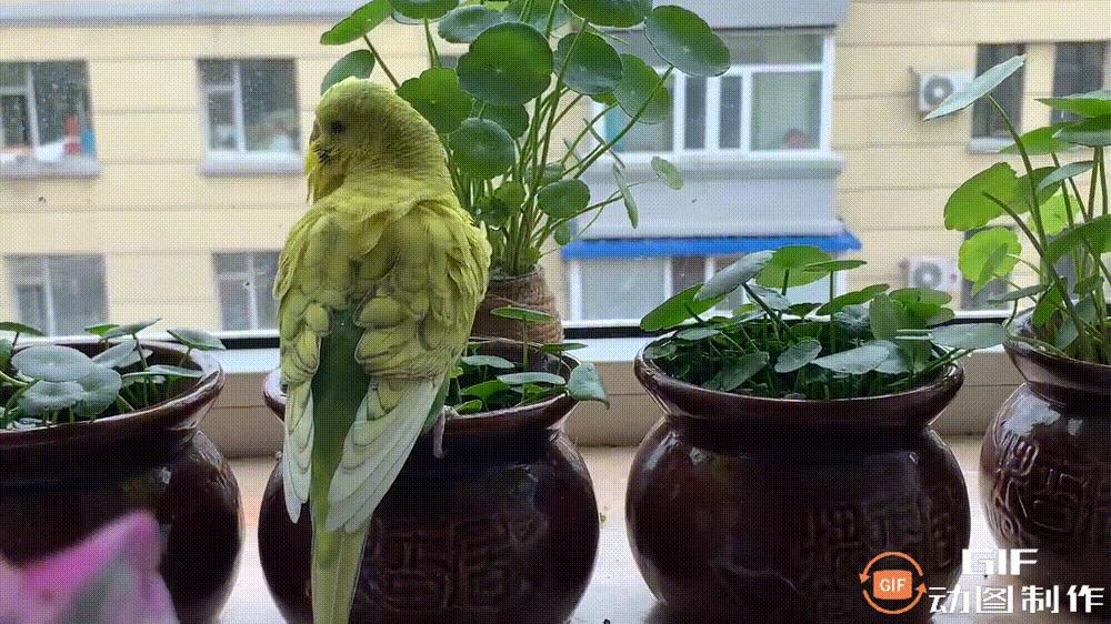 家里的花都被猫弄了怎么办,家里的花被别人摘了怎么办