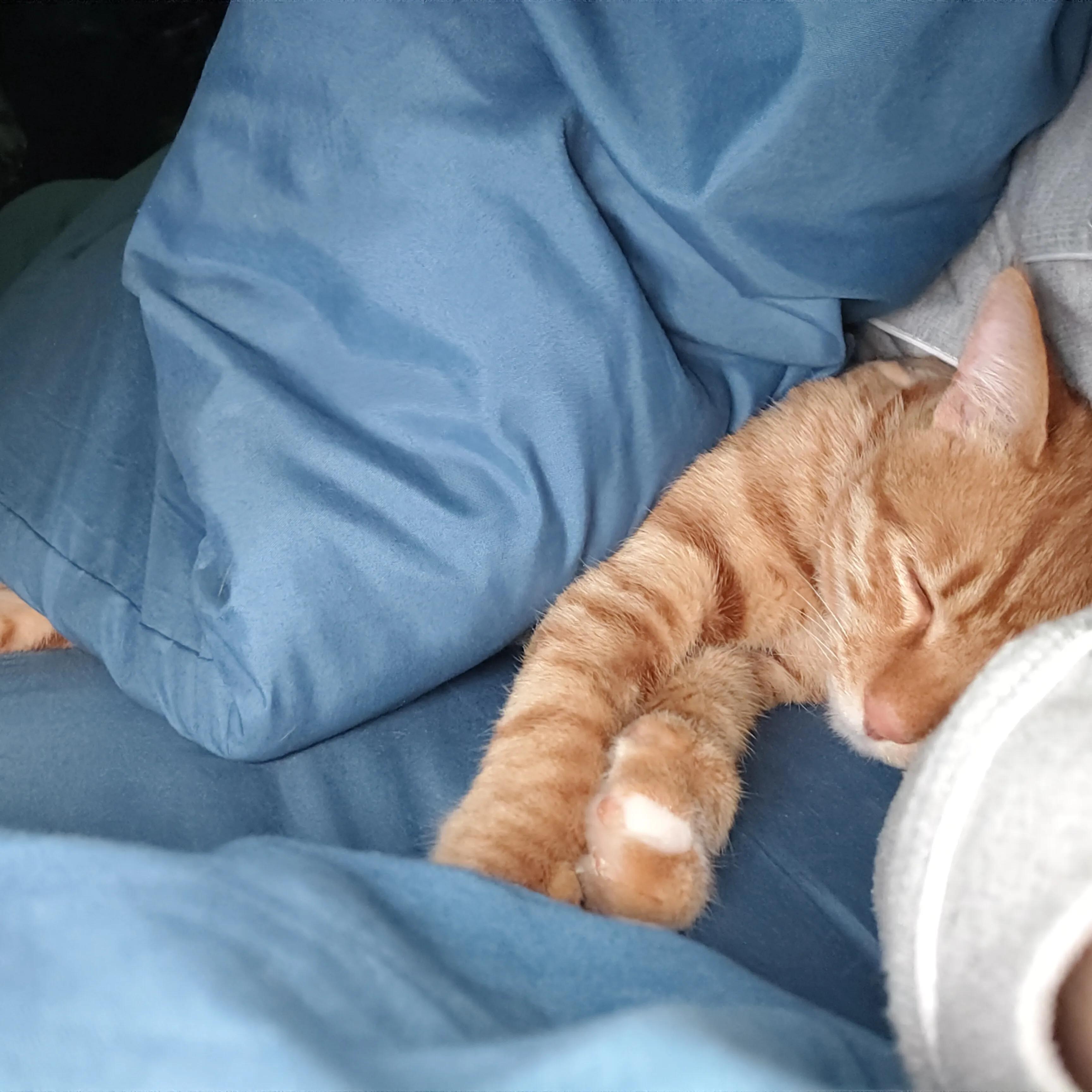 能听懂人话的猫,养了一年的猫基本听不到叫