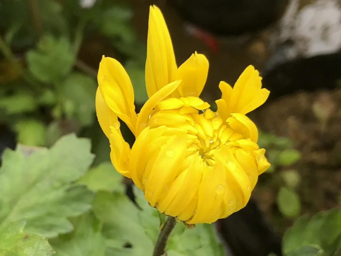 春夏之交，越来越多的花含苞欲放，这一百种娇媚蓓蕾真是美不胜收