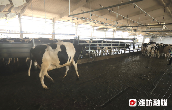 #潍坊山海行#【打卡“沂荷”:把奶牛从奶源升华为旅游资源】