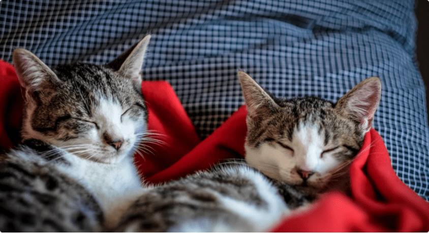 希宝猫罐头旗舰店,什么牌子的猫罐头质量好