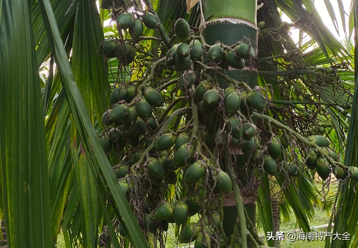 今天海南槟榔价格多少一斤,2023年海南槟榔价格