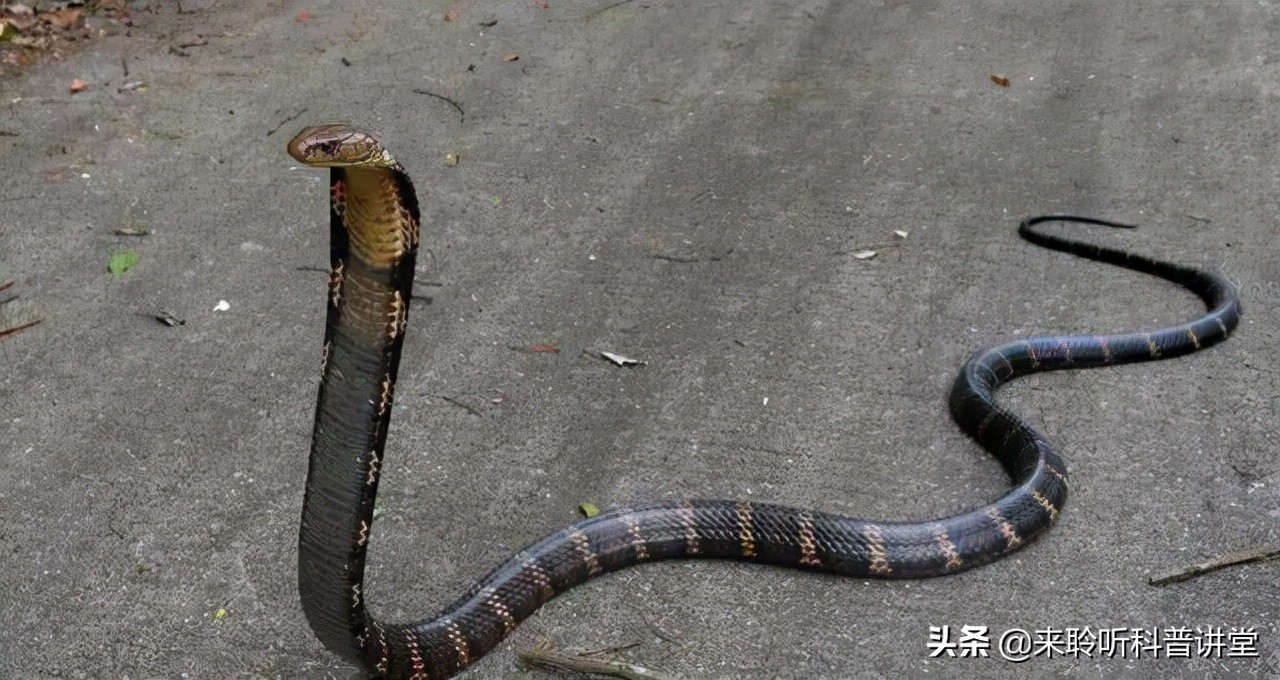 蜜獾能免疫眼镜王蛇的毒吗,眼镜蛇的天敌蜜獾