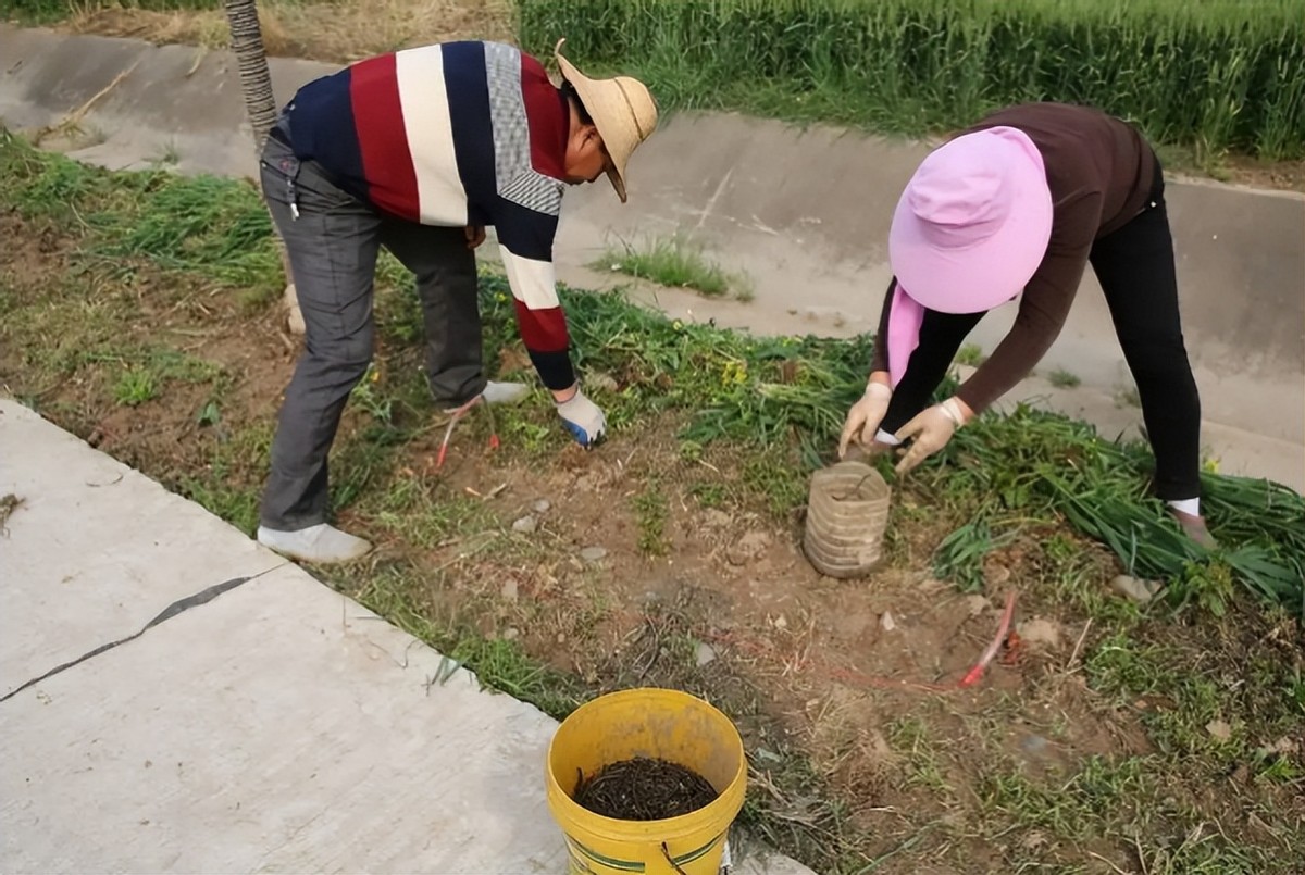 野生蚯蚓利益链从未终断？广东再现电蚯蚓，暴利下隐藏着什么危机