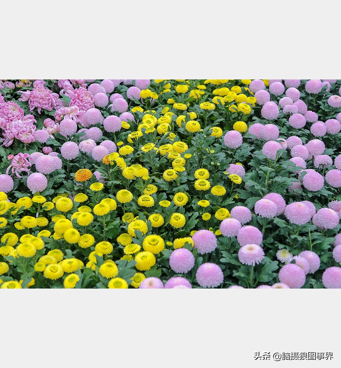 掌握的20个摄影构图法,拍摄照片常用的四种构图是哪几个